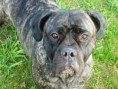 /album/fotogalerie/puma-izz-rott-bull-iv-jpg/